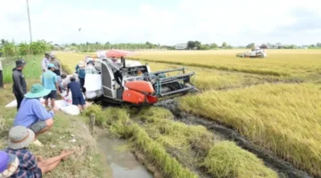 استمرار تذبذب أسعار الأرز في الأسواق رغم التوقعات بانخفاض قيمتها التنافسية.